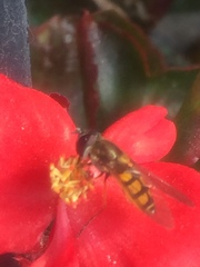 Syrphus octomaculatus