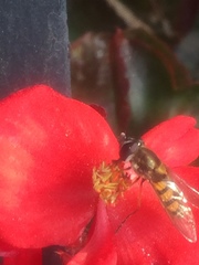 Syrphus octomaculatus