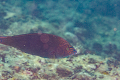 Anampses geographicus