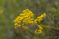 Oncidium