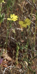 Lagophylla glandulosa