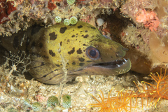 Darkspotted Moray photo 4