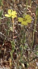 Lagophylla glandulosa