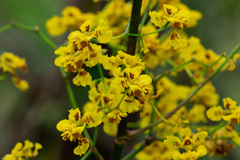 Oncidium
