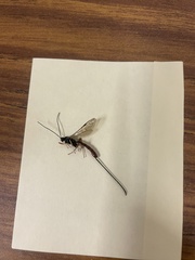 Dolichomitus irritator