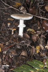 Amanita australis