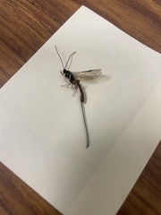 Dolichomitus irritator