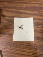 Dolichomitus irritator