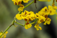 Oncidium