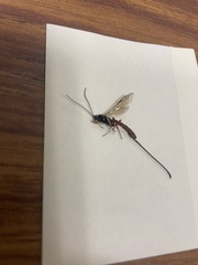 Dolichomitus irritator