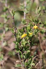 Berberis sibirica