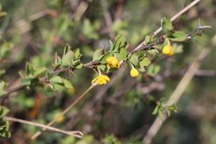 Berberis sibirica