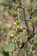 Berberis sibirica