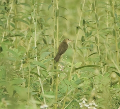 Acrocephalus stentoreus