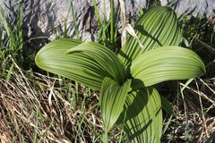 Veratrum nigrum