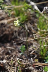 Thalictrum petaloideum