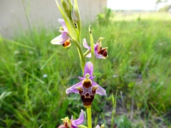Ophrys scolopax