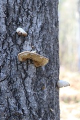 Pleurotus calyptratus