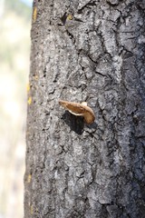 Pleurotus calyptratus