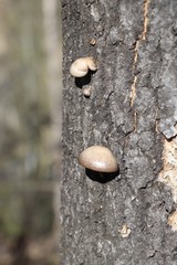 Pleurotus calyptratus