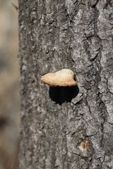 Pleurotus calyptratus