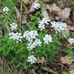 Iberis ciliata
