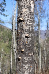 Pleurotus calyptratus
