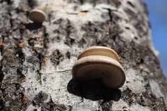 Pleurotus calyptratus