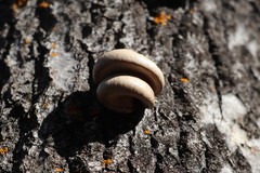 Pleurotus calyptratus