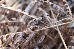 Cryptomycina pteridis