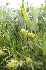 Castilleja lutescens