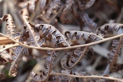 Cryptomycina pteridis