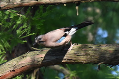 Garrulus glandarius