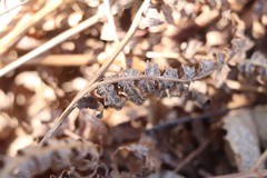 Cryptomycina pteridis