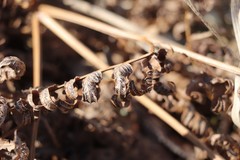 Cryptomycina pteridis