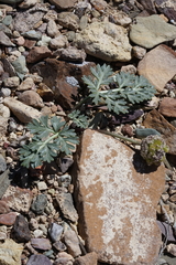Cymopterus globosus