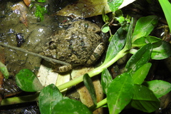 Fejervarya multistriata