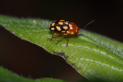 Cryptocephalus perelegans