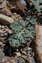 Cymopterus globosus