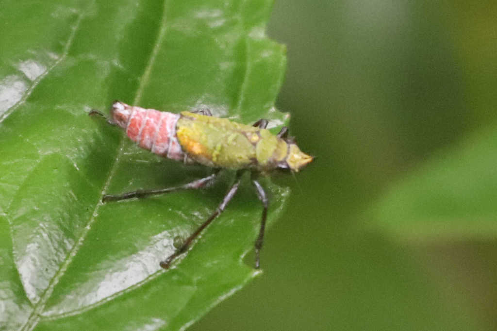 Splonia acutalis