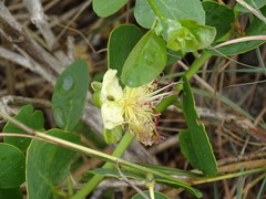 Capparis spinosa