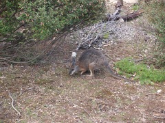 Notamacropus eugenii