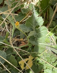 Arnica discoidea