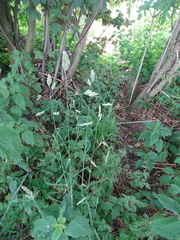Dactylis glomerata lobata