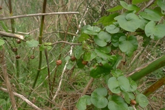 Calystegia tuguriorum