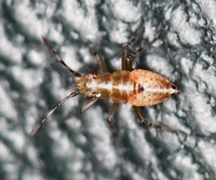 Deraeocoris flavilinea