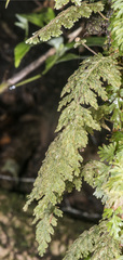 Hymenophyllum frankliniae