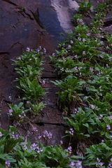 Primula pauciflora zionensis