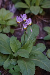 Primula pauciflora zionensis