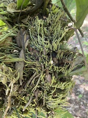 Rhipsalis baccifera